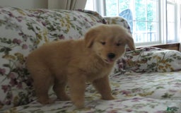 Golden Retriever dogs for sale: Starburst - Image 38