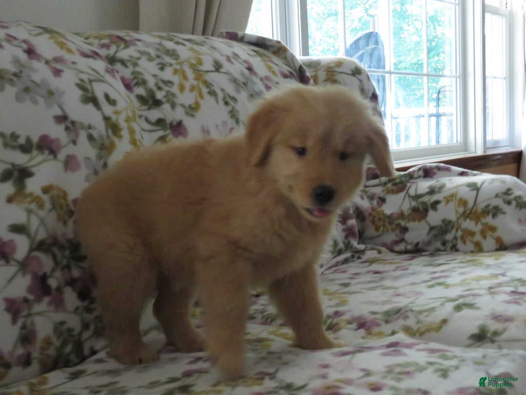 Golden Retriever dogs for sale: Starburst - Image 38