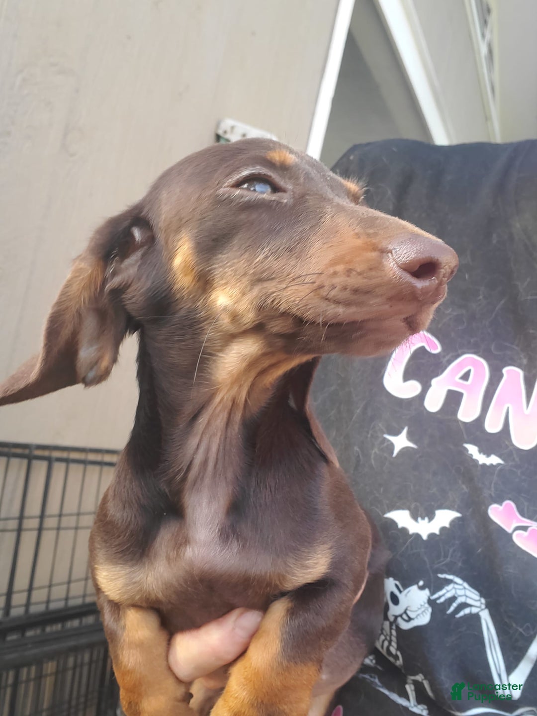 Miniature Dachshund dogs for sale: Nova - Image 8