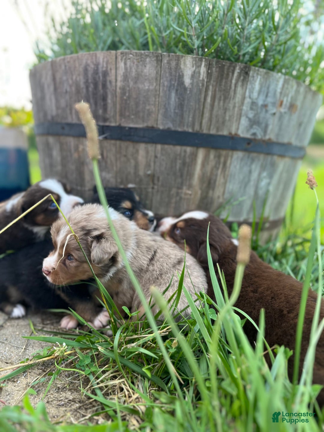 Miniature Australian Shepherd dogs for sale: Jane - Image 6