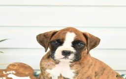 Boxer dogs for sale: Henry - Image 4