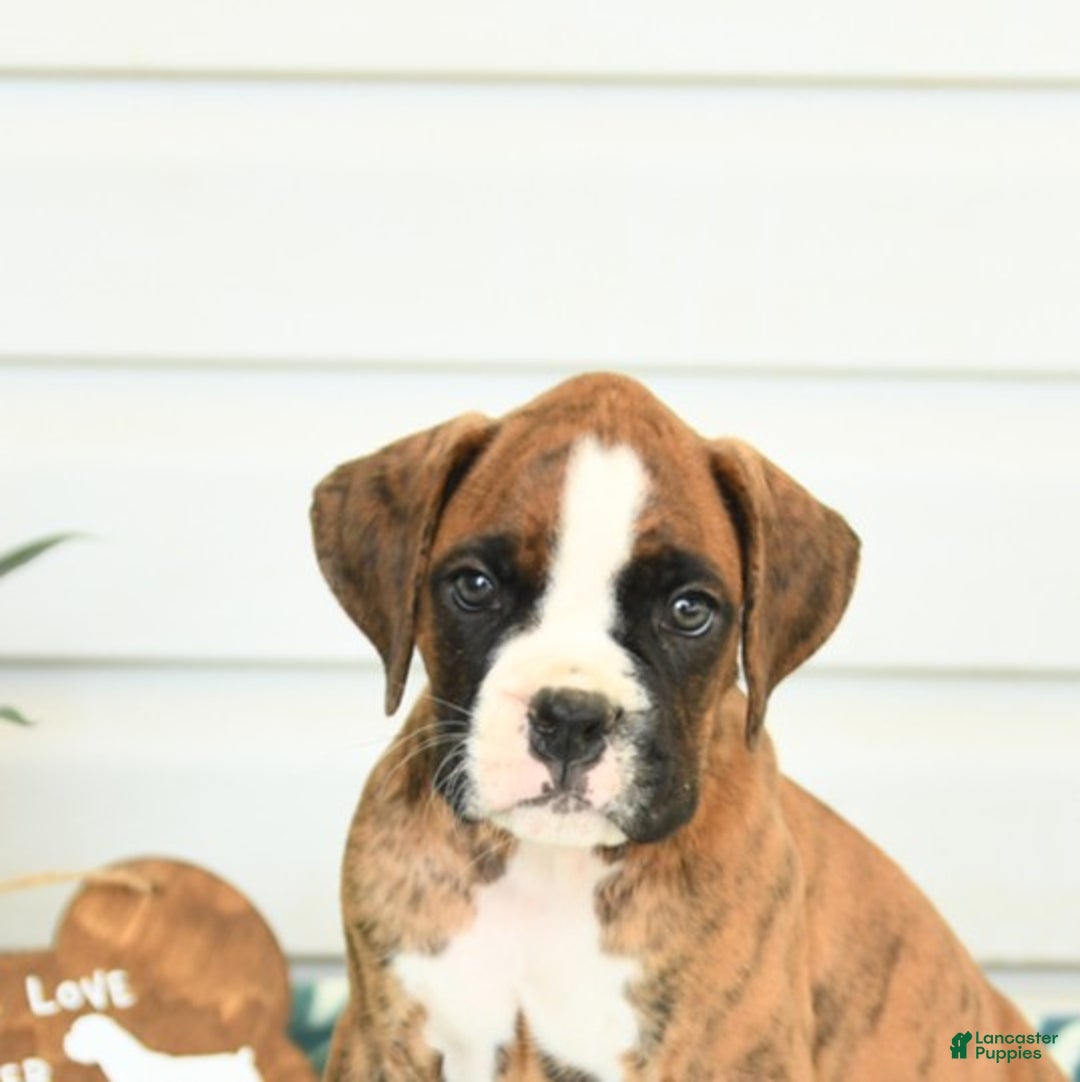 Boxer dogs for sale: Henry - Image 4