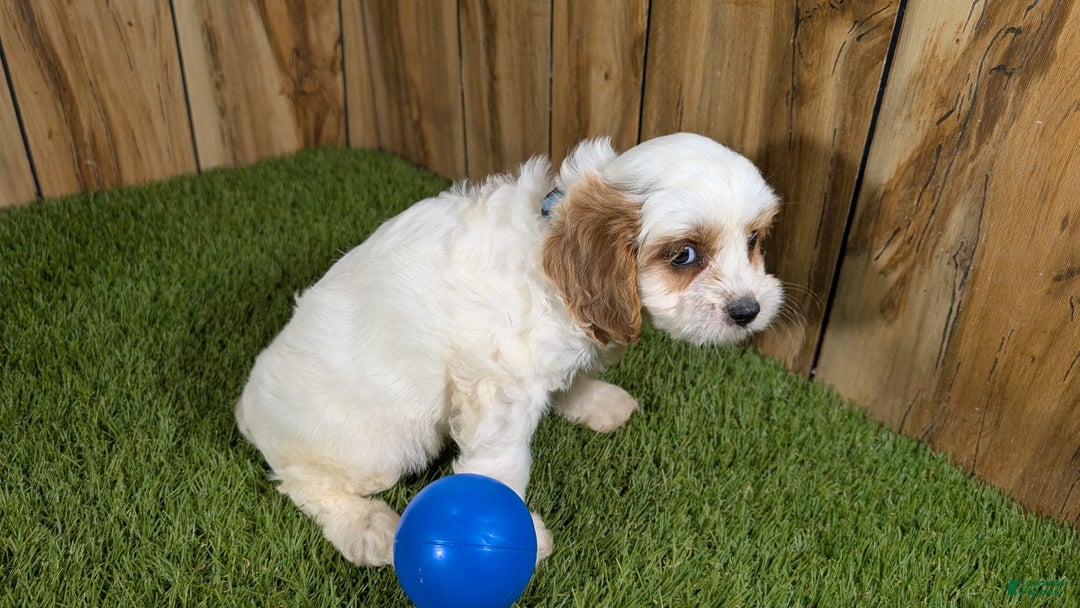 Cavapoo dogs for sale: Fiona Boy 1 - Image 4