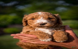 Goldendoodle dogs for sale: Janelle - Image 3