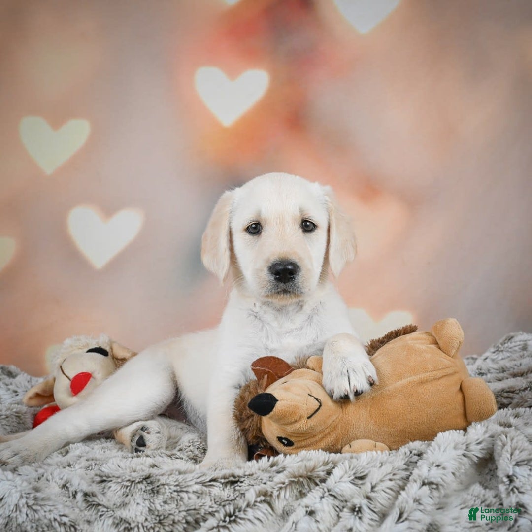 Labradoodle dogs for sale: Ryley - Image 3