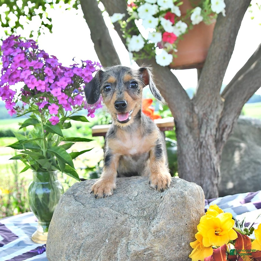 Miniature Dachshund dogs for sale: Trisha - Image 14