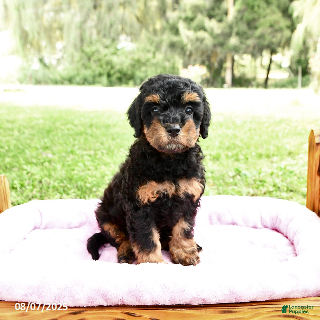 Miniature Poodle dogs for sale: Elsa - Image 4