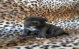 American Bully dogs for sale: Big Boy - Image 4
