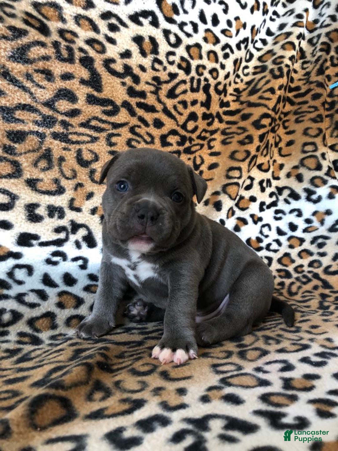American Bully dogs for sale: Big Boy - Image 4