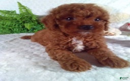 Cavapoo dogs for sale: Raven - Image 6