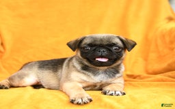 Pug dogs for sale: Pug 6 puppies - Image 17