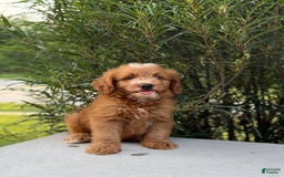 Mini Goldendoodle dogs for sale: Kaylor - Image 13