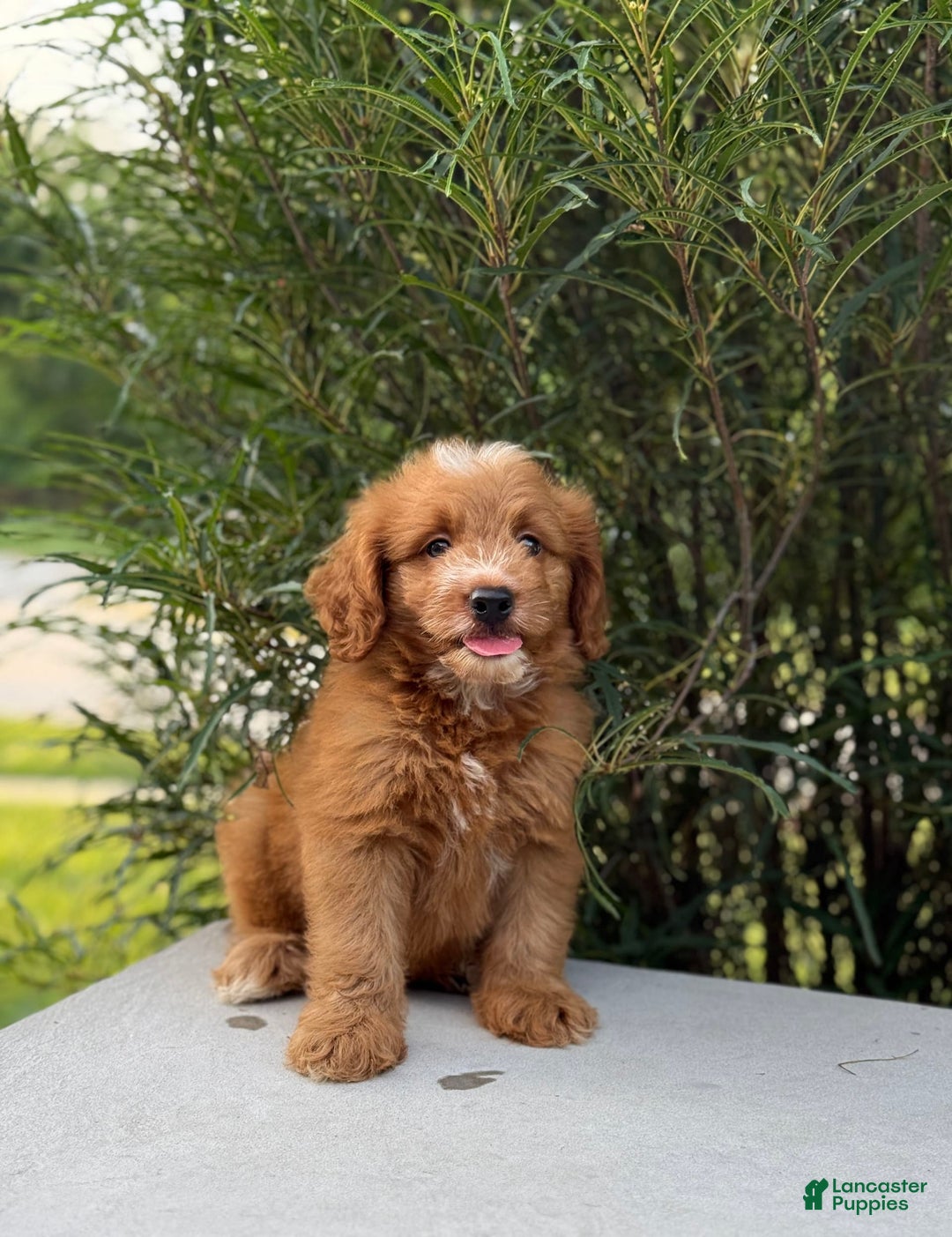 Mini Goldendoodle dogs for sale: Kaylor - Image 13