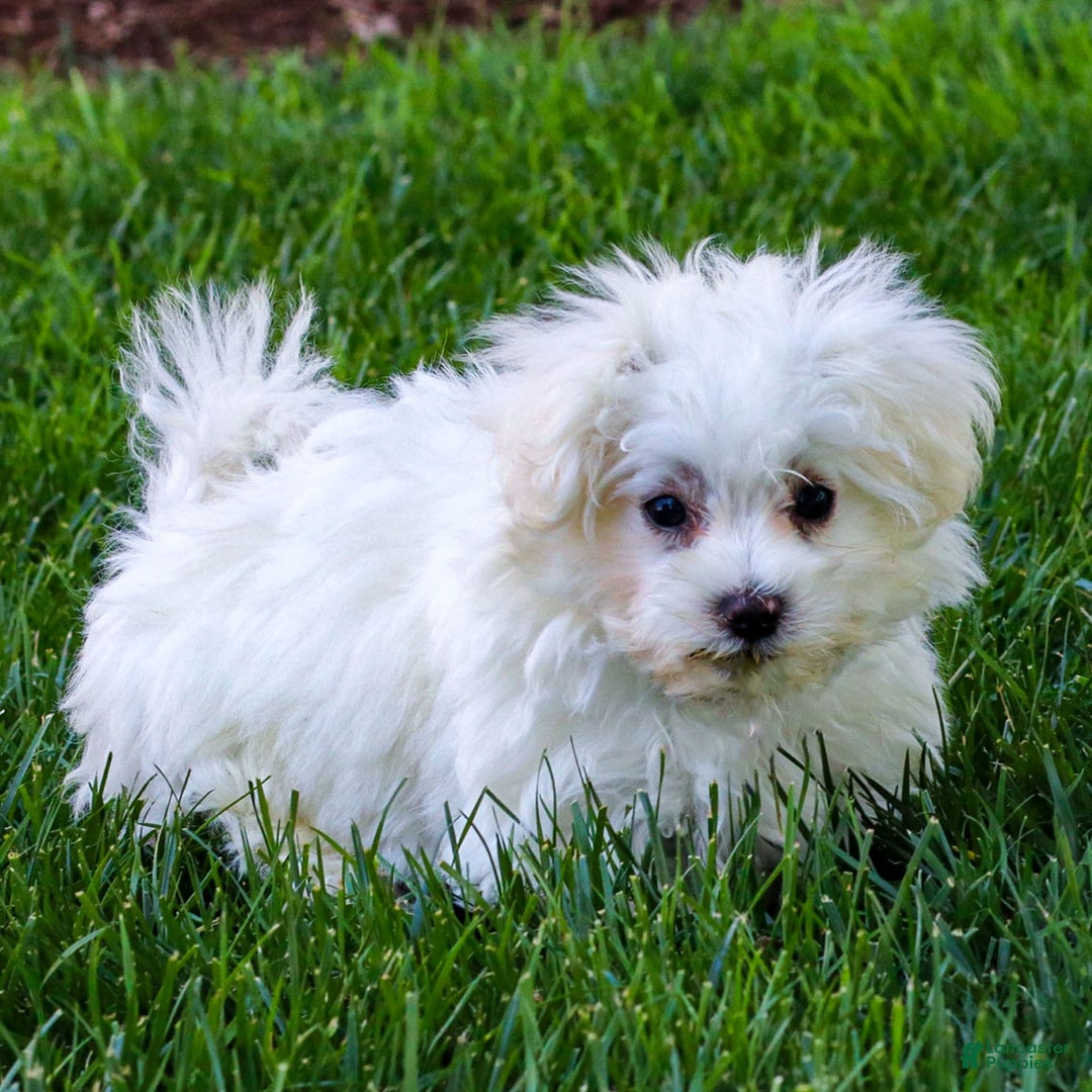 Maltese dogs for sale: Reign - Image 4