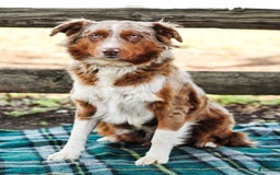 Australian Shepherd dogs for sale: River - Image 10