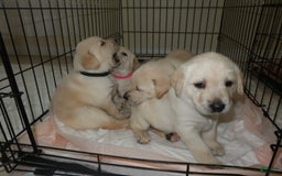 Labrador Retriever dogs for sale: Puppy - Image 2