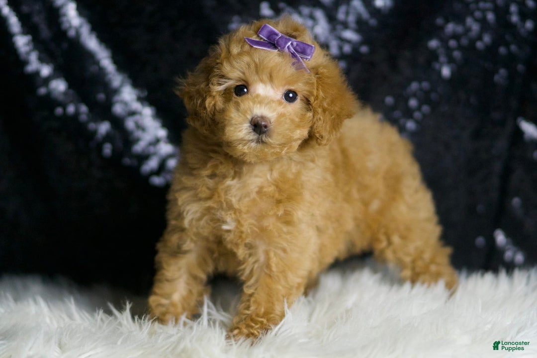 Maltipoo dogs for sale: Connie - Image 7