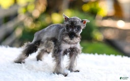 Miniature Schnauzer dogs for sale: Bella - Image 7