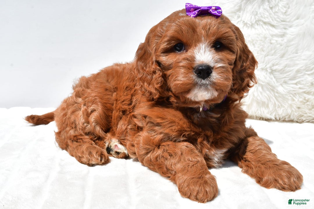 Mini Goldendoodle dogs for sale: Ruby - Image 5