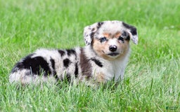Australian Shepherd dogs for sale: Bella - Image 6