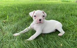 Boxer dogs for sale: Cash - Image 5