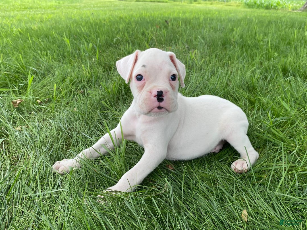 Boxer dogs for sale: Cash - Image 5