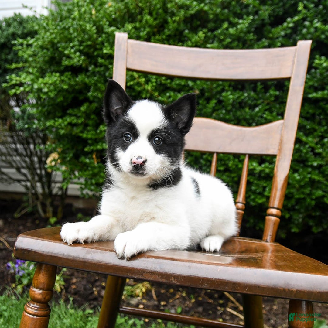 Border Collie dogs for sale: Poppy - Image 10