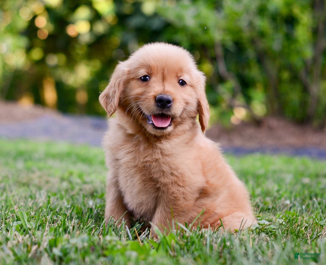 Golden Retriever dogs for sale: Penelope - Image 2