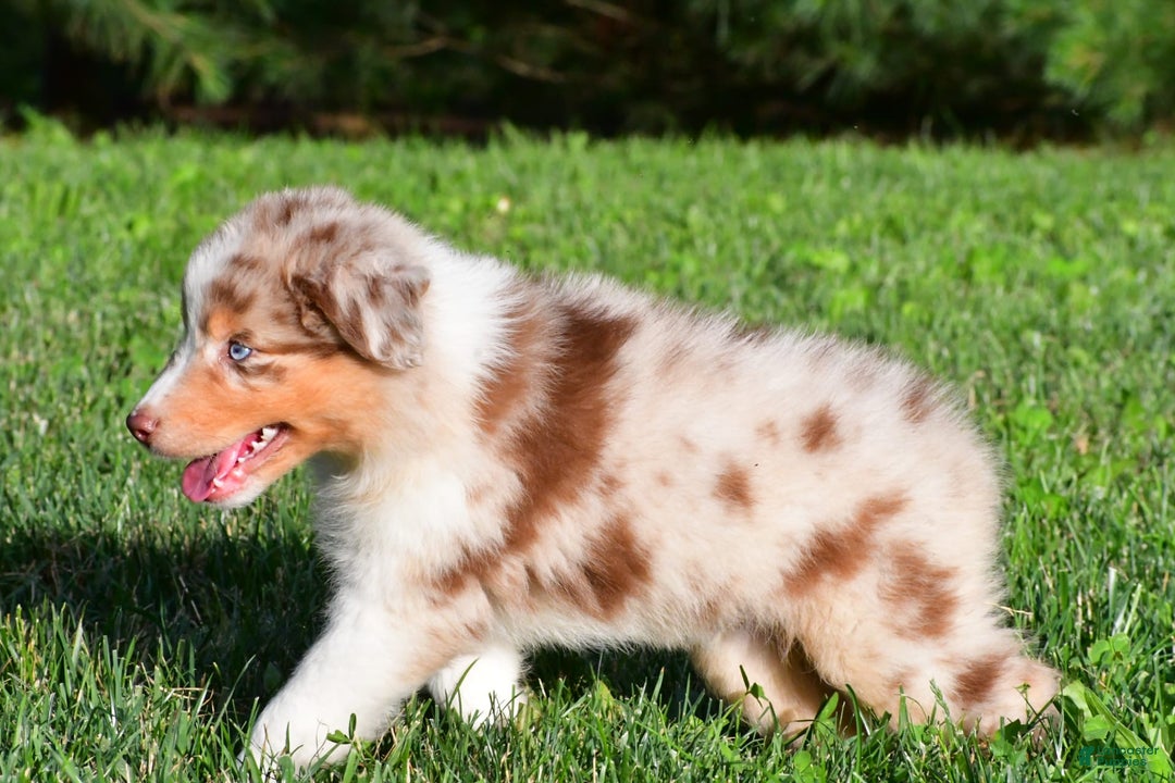 Australian Shepherd dogs for sale: Axel - Image 5