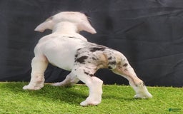 Catahoula Leopard Dog dogs for sale: Diamond 2025 F2 - Image 4