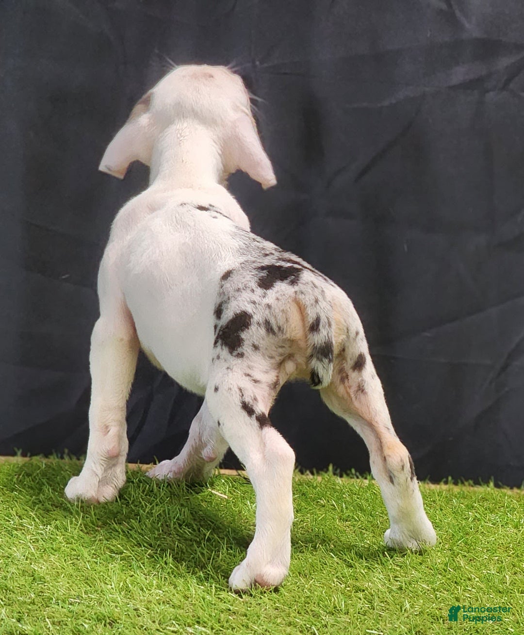 Catahoula Leopard Dog dogs for sale: Diamond 2025 F2 - Image 4