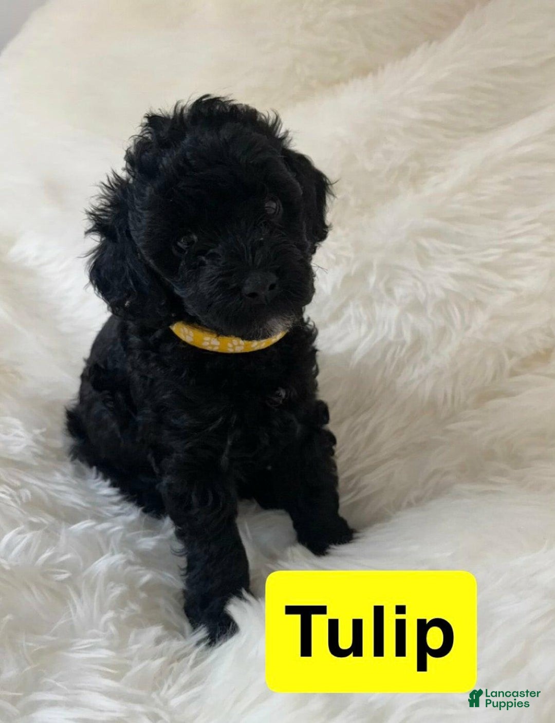 Cavapoo dogs for sale: Tulip - Image 4