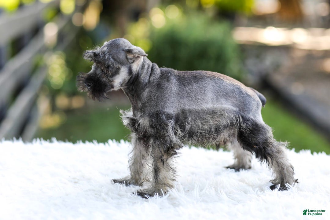 Miniature Schnauzer dogs for sale: Bingo - Image 7