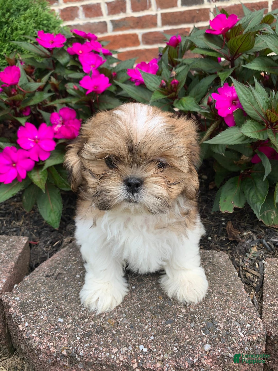 Shih Tzu dogs for sale: Lizzie - Image 6