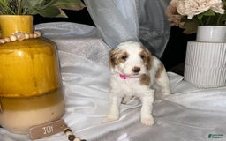 Standard Poodle dogs for sale: Pink Collar - Image 1