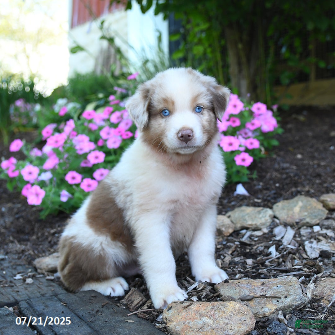 Australian Shepherd dogs for sale: Bear - Image 1