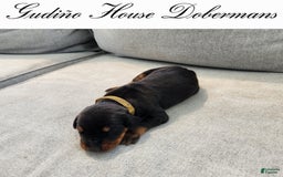 Doberman Pinscher dogs for sale: Yellow Collar Female - Image 8