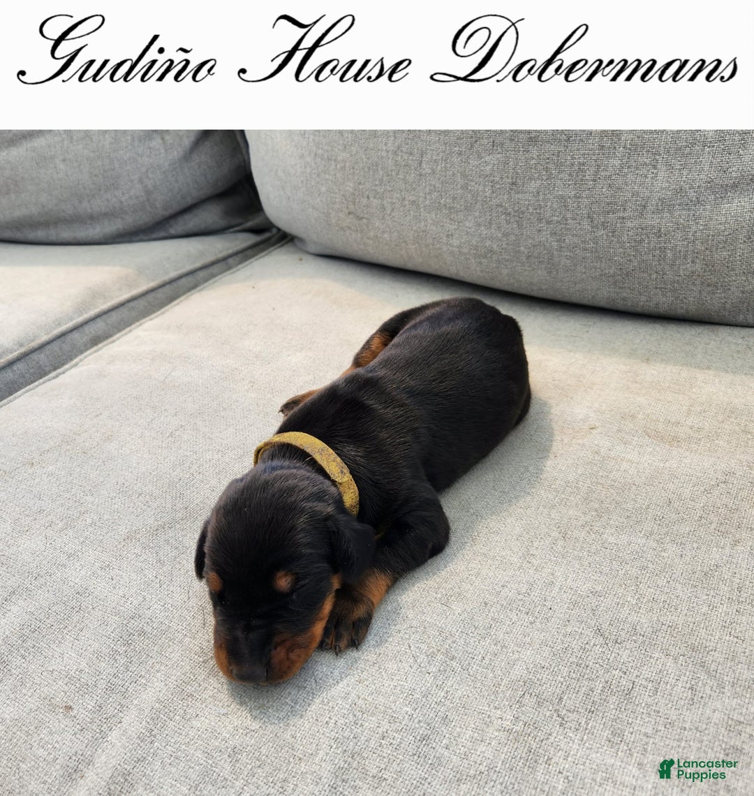 Doberman Pinscher dogs for sale: Yellow Collar Female - Image 8