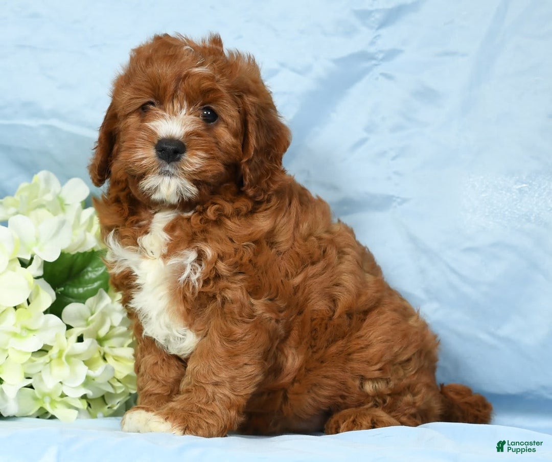 Cavapoo dogs for sale: Tonya - Image 7