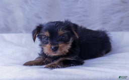 Yorkshire Terrier dogs for sale: Yorkshire Terrier 5 puppies - Image 3