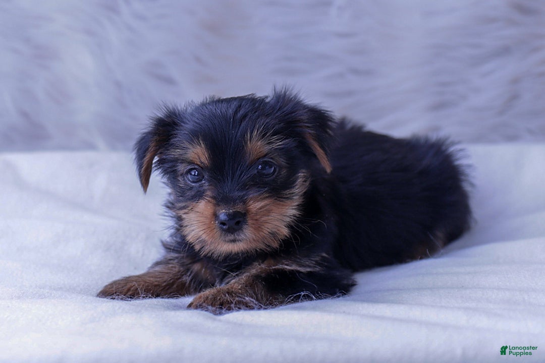 Yorkshire Terrier dogs for sale: Yorkshire Terrier 5 puppies - Image 3
