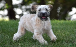 Soft Coated Wheaten Terrier dogs for sale: Jade - Image 4