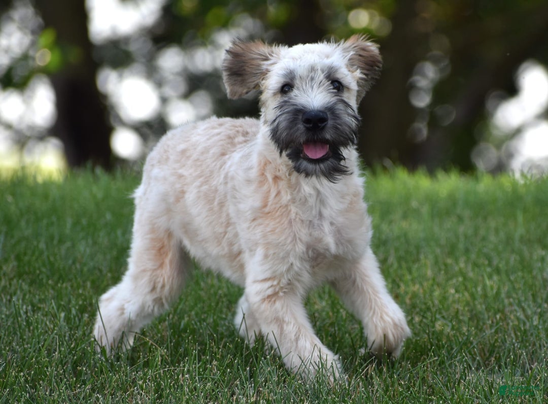 Soft Coated Wheaten Terrier dogs for sale: Jade - Image 4