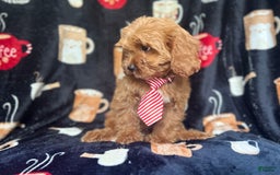 Cavapoo dogs for sale: Ringo - Image 4