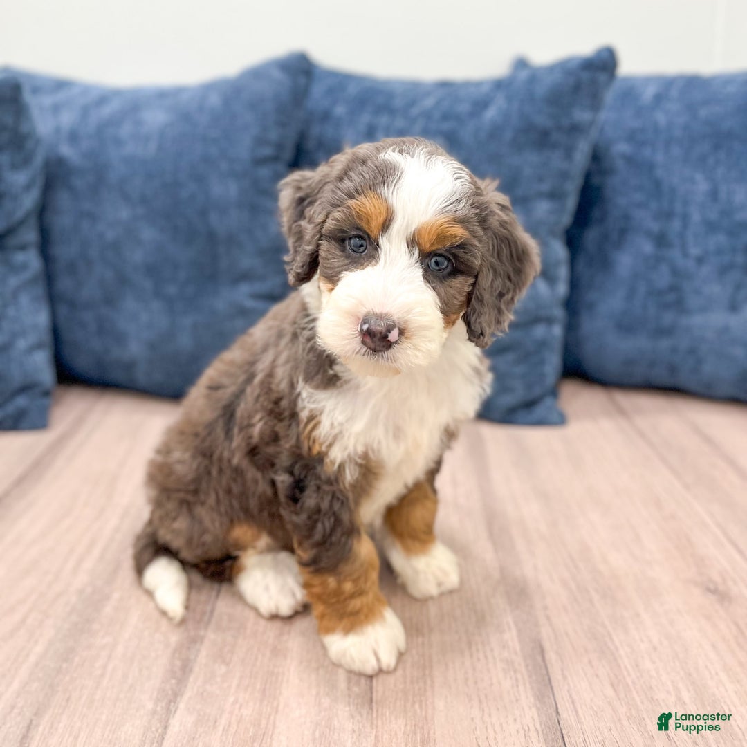 Mini Bernedoodle dogs for sale: Luna - Image 10