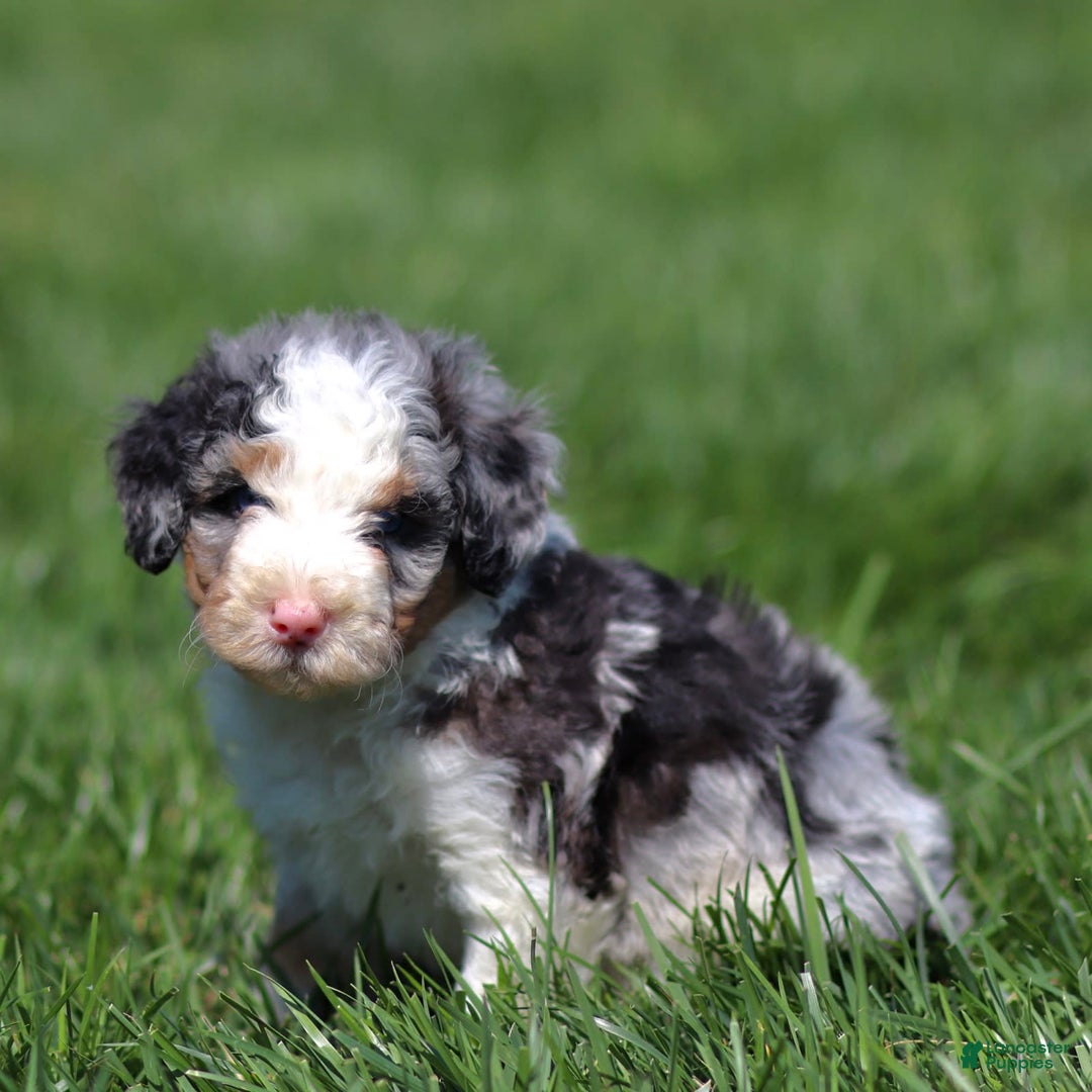 Mini Bernedoodle dogs for sale: Tate - Image 4