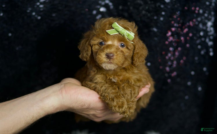 Toy Poodle dogs for sale - Ad 1
