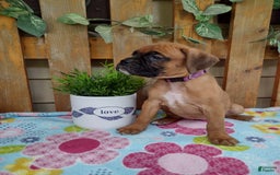 Boxer dogs for sale: Reta - Image 7