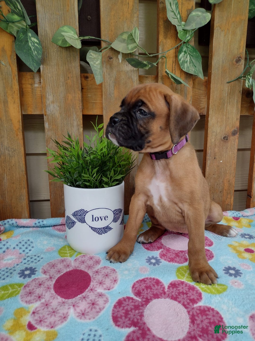 Boxer dogs for sale: Reta - Image 7