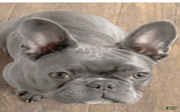 French Bulldog dogs for sale: Rose - Image 4